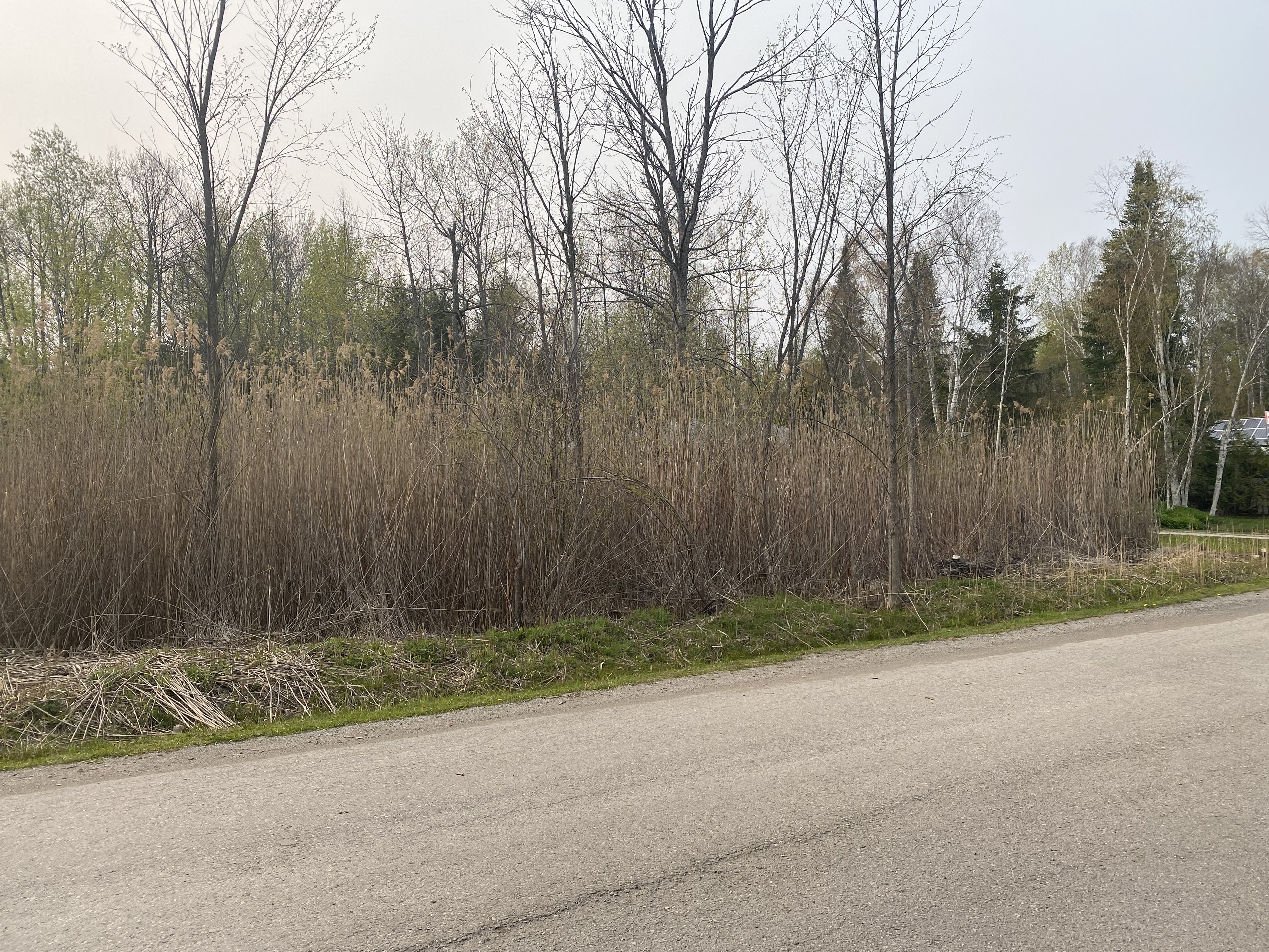 Before control work: Phragmites growing along the road.