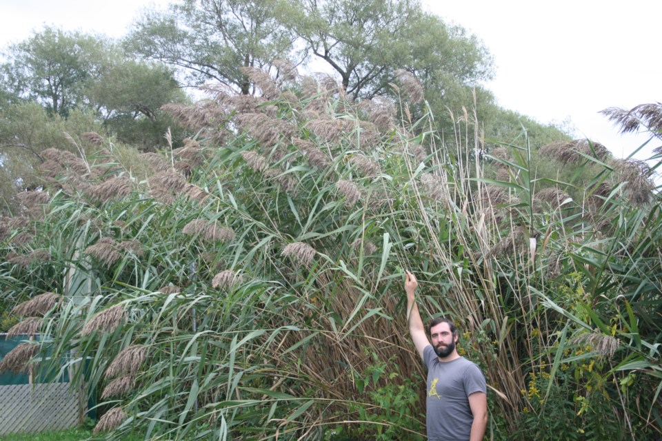 Over$13M provincial funds over 3 years to fight invasive Phragmites&nbsp;plant