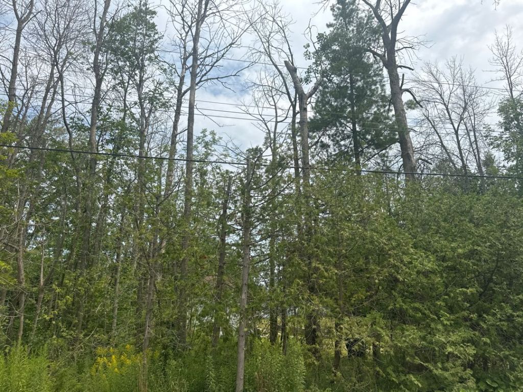 Dead Trees a Potential&nbsp;Hazard