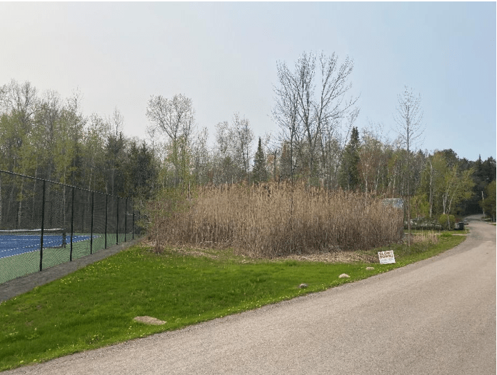 Phragmites Scheduled to be Sprayed Oct&nbsp;21