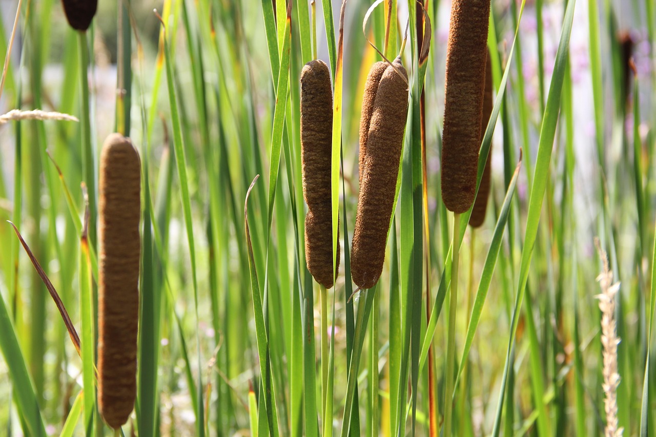 bulrushes