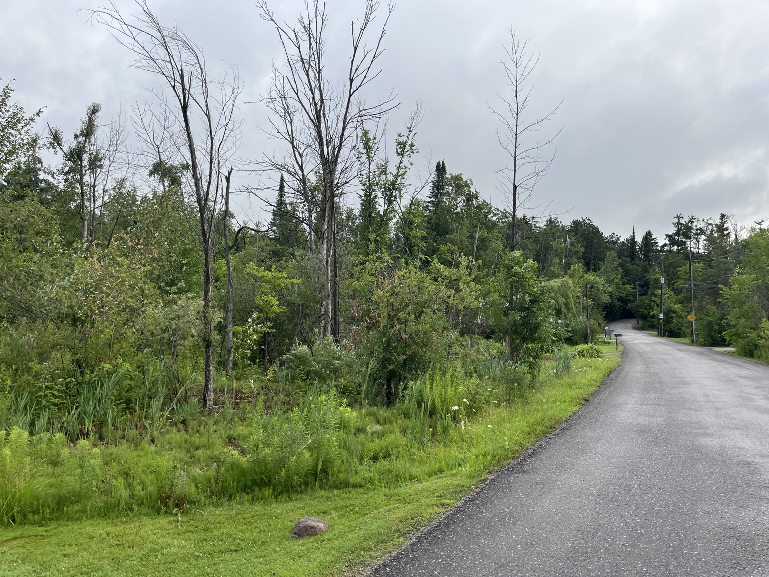 Recent view of the area beside the tennis courts following Phragmites control work.