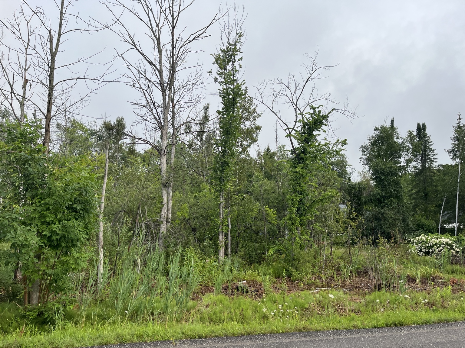 Recent roadside view following Phragmites control work.