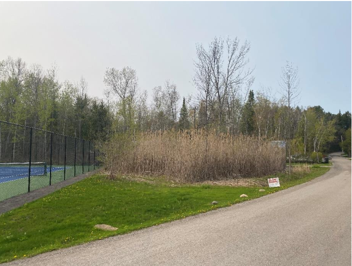 Before control work: dense Phragmites growth beside the tennis courts.